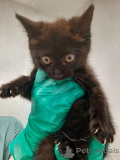 Foto №3. Kätzchen Shurik, Mia und Valentine suchen nach einem Haus.. Russische Föderation