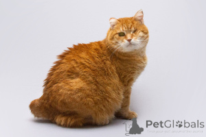 Foto №3. Kitty Natasha sucht ein Zuhause.. Russische Föderation