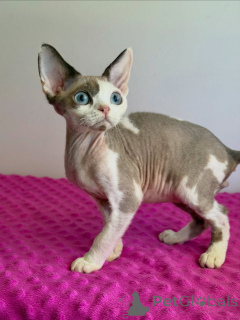 Foto №1. sphynx-katze - zum Verkauf in der Stadt Groningen | verhandelt | Ankündigung № 178138