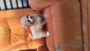 Foto №3. Schöne und treue Freunde. Moldawien