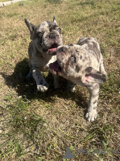 Foto №2 zu Ankündigung № 157405 zu verkaufen französische bulldogge - einkaufen Großbritannien quotient 	ankündigung, vom kindergarten