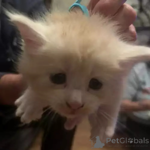 Foto №2 zu Ankündigung № 167273 zu verkaufen maine-coon-katze - einkaufen Deutschland quotient 	ankündigung