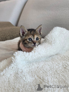 Foto №1. bengal katzenrasse - zum Verkauf in der Stadt Calgary | 242€ | Ankündigung № 175416