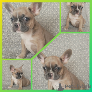 Foto №2 zu Ankündigung № 151884 zu verkaufen französische bulldogge - einkaufen Weißrussland quotient 	ankündigung