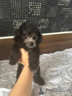 Foto №2 zu Ankündigung № 155131 zu verkaufen pudel (zwerg) - einkaufen Russische Föderation 