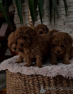 Foto №3. Rote Zwerg pudel. Serbien