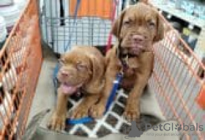 Foto №2 zu Ankündigung № 126929 zu verkaufen dogue de bordeaux - einkaufen Deutschland quotient 	ankündigung