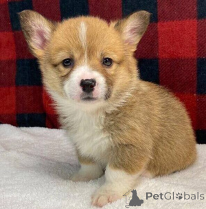 Foto №1. welsh corgi - zum Verkauf in der Stadt Stadt Salford | verhandelt | Ankündigung № 170302