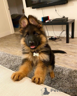 Foto №1. deutscher schäferhund - zum Verkauf in der Stadt Agios Nikolaos | verhandelt | Ankündigung № 170477