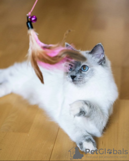 Foto №2 zu Ankündigung № 101753 zu verkaufen ragdoll-katze - einkaufen Deutschland quotient 	ankündigung