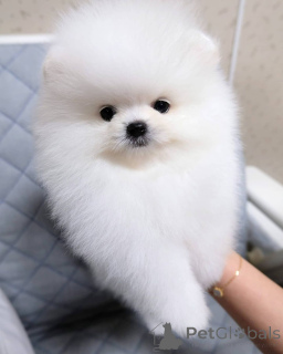 Foto №2 zu Ankündigung № 165150 zu verkaufen pommersche spitz - einkaufen Schweden quotient 	ankündigung