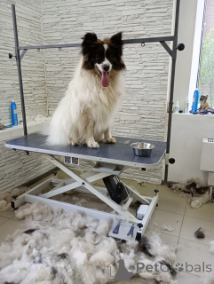 Foto №2 zu Ankündigung № 148665 zu verkaufen  - einkaufen Russische Föderation aus dem tierheim