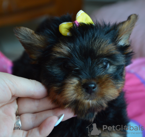 Foto №2 zu Ankündigung № 56033 zu verkaufen yorkshire terrier - einkaufen Polen züchter