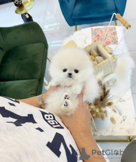 Foto №2 zu Ankündigung № 131505 zu verkaufen pommersche spitz - einkaufen USA züchter