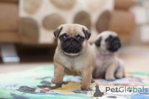 Foto №2 zu Ankündigung № 175221 zu verkaufen mops - einkaufen Deutschland quotient 	ankündigung