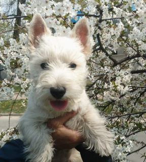 Foto №3. Welpen West Highland White Terrier. Mädchen Kindergarten KSU. Ukraine