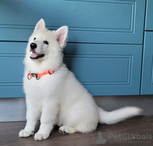 Foto №1. berger blanc suisse - zum Verkauf in der Stadt Sibiu | verhandelt | Ankündigung № 79381