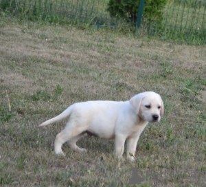 Foto №4. Ich werde verkaufen labrador retriever in der Stadt Stubline. züchter - preis - verhandelt