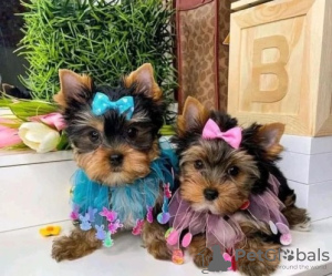 Foto №1. yorkshire terrier - zum Verkauf in der Stadt Pittsburgh | 425€ | Ankündigung № 129525