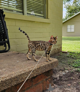 Foto №1. bengal katzenrasse - zum Verkauf in der Stadt Trollhättan | 750€ | Ankündigung № 153255