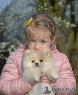 Zusätzliche Fotos: Hübscher, reinrassiger Pomeranian-Junge