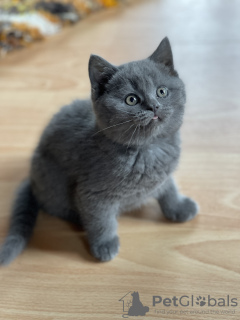 Foto №2 zu Ankündigung № 66102 zu verkaufen schottische faltohrkatze - einkaufen Finnland quotient 	ankündigung