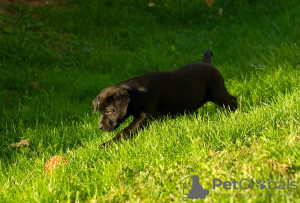 Foto №2 zu Ankündigung № 123394 zu verkaufen labrador retriever - einkaufen Serbien 