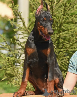Foto №2 zu Ankündigung № 147983 zu verkaufen dobermann - einkaufen Schweden quotient 	ankündigung