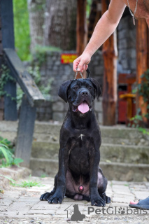 Foto №3. Cane Corso-Welpe. Serbien