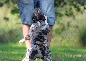 Foto №2 zu Ankündigung № 147471 zu verkaufen american bully - einkaufen Deutschland quotient 	ankündigung