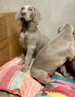 Foto №1. weimaraner - zum Verkauf in der Stadt Helsinki | verhandelt | Ankündigung № 175146