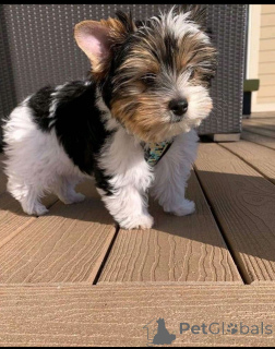 Foto №3. Registrierte Yorkie -Welpen zum Verkauf 12 Wochen alt,. Deutschland