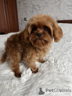 Foto №2 zu Ankündigung № 157860 zu verkaufen maltipu - einkaufen Ukraine quotient 	ankündigung, vom kindergarten, züchter