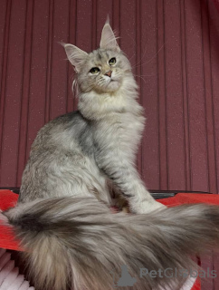 Foto №4. Ich werde verkaufen maine-coon-katze in der Stadt Doncaster. züchter - preis - verhandelt