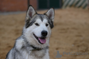 Foto №1. alaskan malamute - zum Verkauf in der Stadt Москва | Frei | Ankündigung № 121181