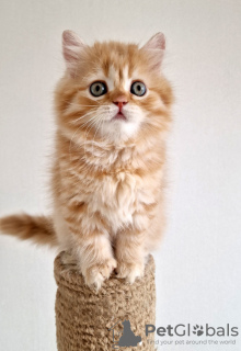 Foto №3. Katze, Highland Straight. Russische Föderation