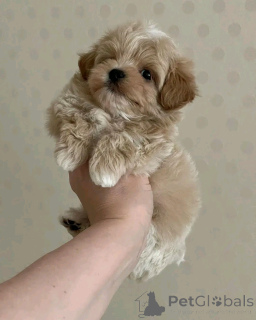 Foto №2 zu Ankündigung № 137169 zu verkaufen maltipu - einkaufen Deutschland quotient 	ankündigung, züchter