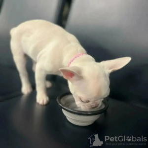 Foto №2 zu Ankündigung № 125628 zu verkaufen französische bulldogge - einkaufen Großbritannien 