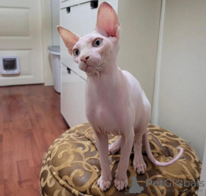 Foto №1. sphynx cat - zum Verkauf in der Stadt Greensboro | 237€ | Ankündigung № 89623