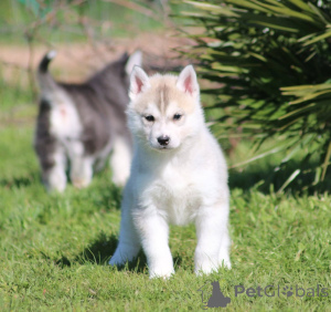Foto №2 zu Ankündigung № 167139 zu verkaufen siberian husky - einkaufen Finnland 