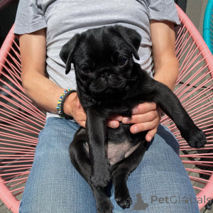 Foto №3. Lilly hat ihre eigenen Mopsas gefunden. rašykite Mann WhatsApp 44 7453 907158. Litauen