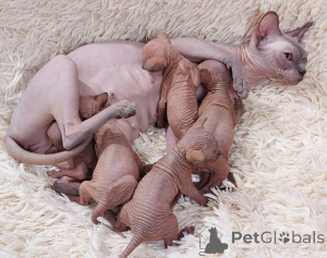 Foto №1. sphynx-katze - zum Verkauf in der Stadt Berchtesgaden | verhandelt | Ankündigung № 170329