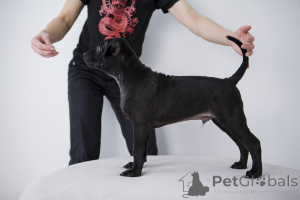 Foto №3. Thai Ridzhbek Welpen werden verkauft. Russische Föderation