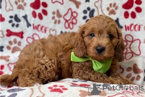 Foto №3. Wunderschöne Cavapoo-Welpen zur kostenlosen Adoption. Deutschland