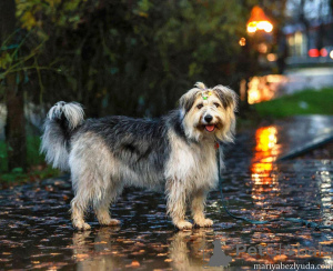 Foto №4. Ich werde verkaufen mischlingshund in der Stadt Moskova. quotient 	ankündigung - preis - Frei