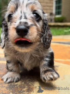 Foto №2 zu Ankündigung № 161828 zu verkaufen dackel - einkaufen Schweiz züchter