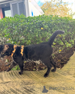 Foto №1. bengal katzenrasse - zum Verkauf in der Stadt Seinäjoki | 750€ | Ankündigung № 152947