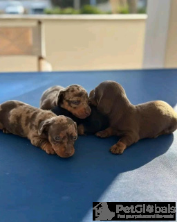 Foto №2 zu Ankündigung № 134339 zu verkaufen dackel - einkaufen Italien züchter