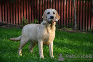 Foto №1. labrador retriever - zum Verkauf in der Stadt Киурувеси | 1100€ | Ankündigung № 113540