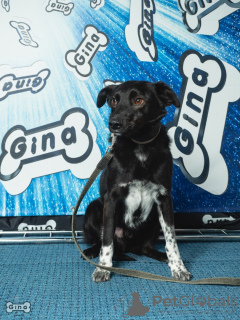 Foto №1. mischlingshund - zum Verkauf in der Stadt St. Petersburg | Frei | Ankündigung № 41530